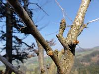  24. März 2012 - die Knospen sonnen sich
